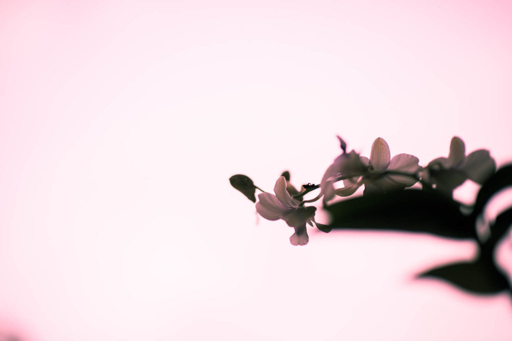 Orchidee