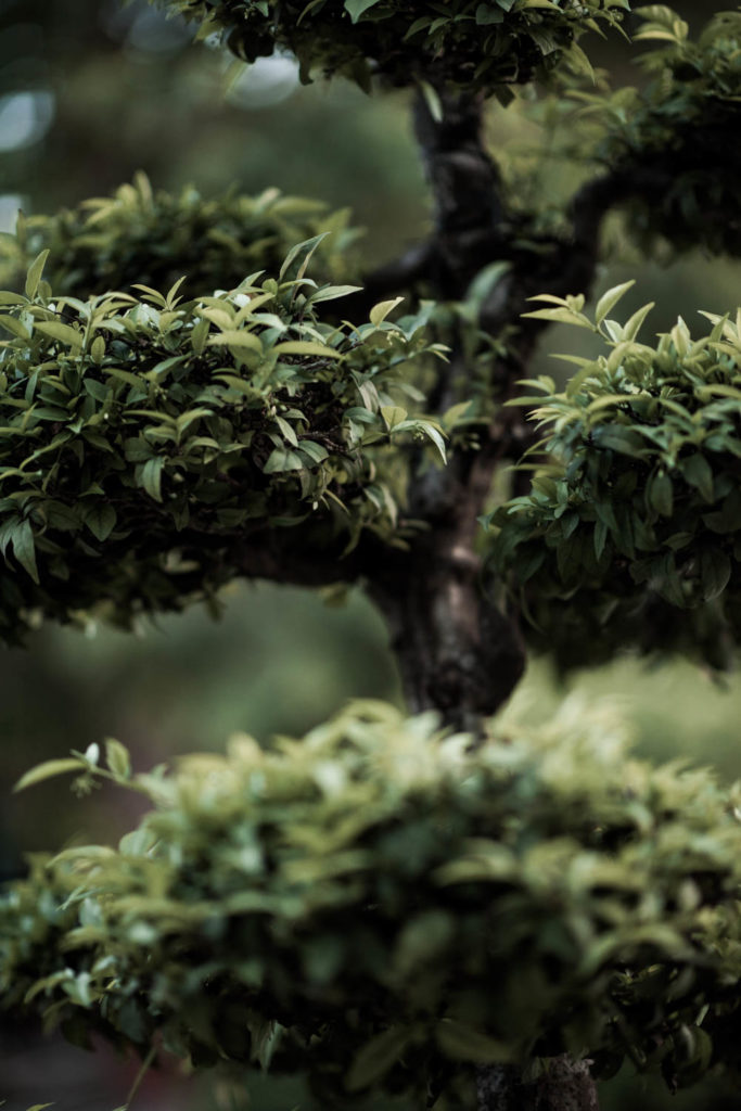 Vietnamesischer Baum