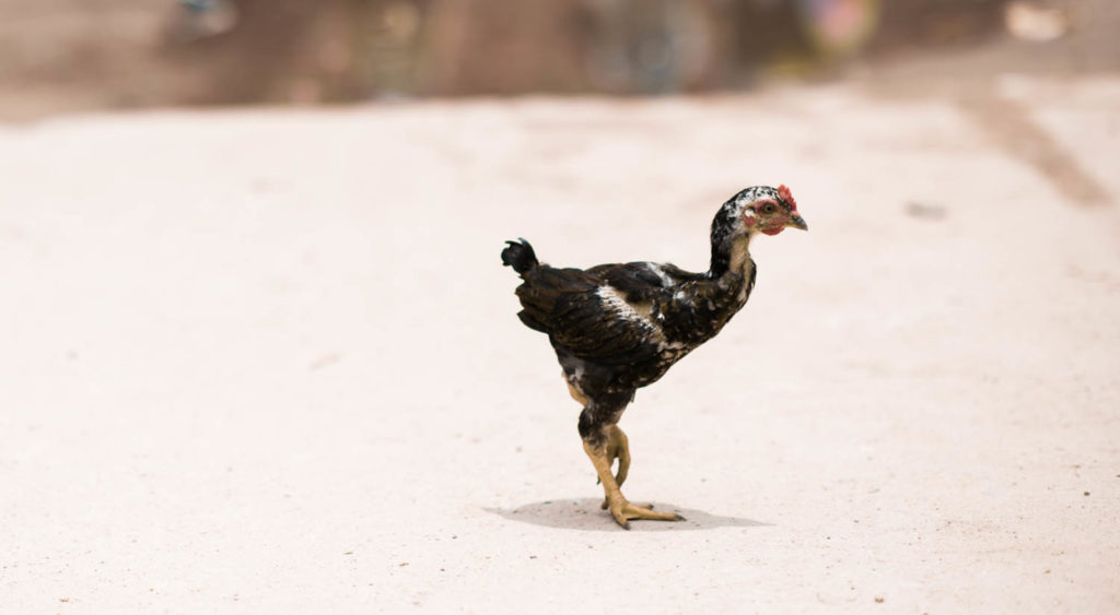 Huhn auf der Strasse