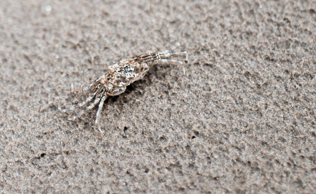 Einer der Krebse am Strand