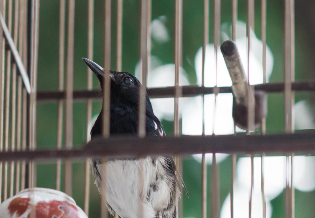Vogel im Käfig