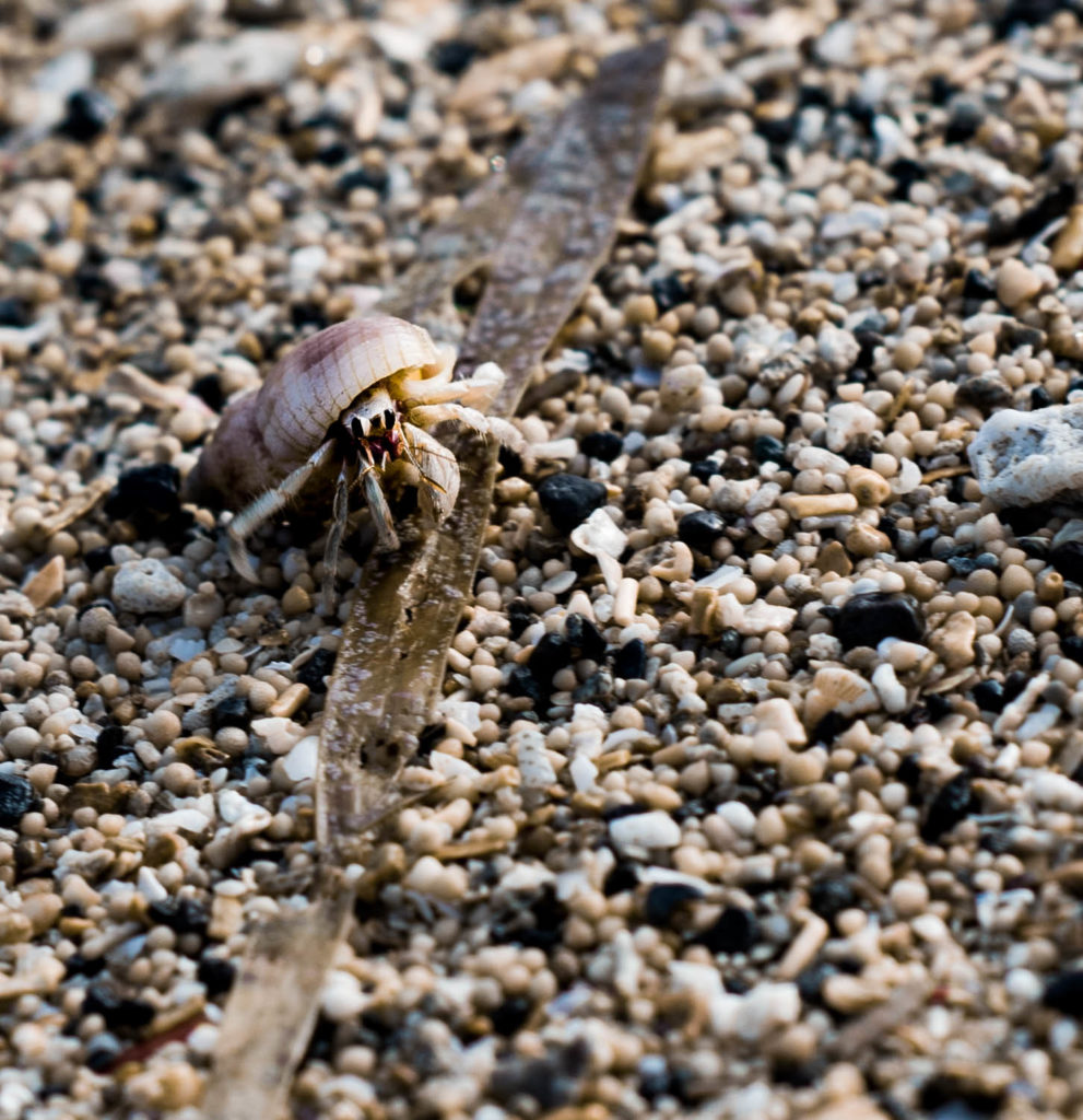 Kleiner Krebs am Strand